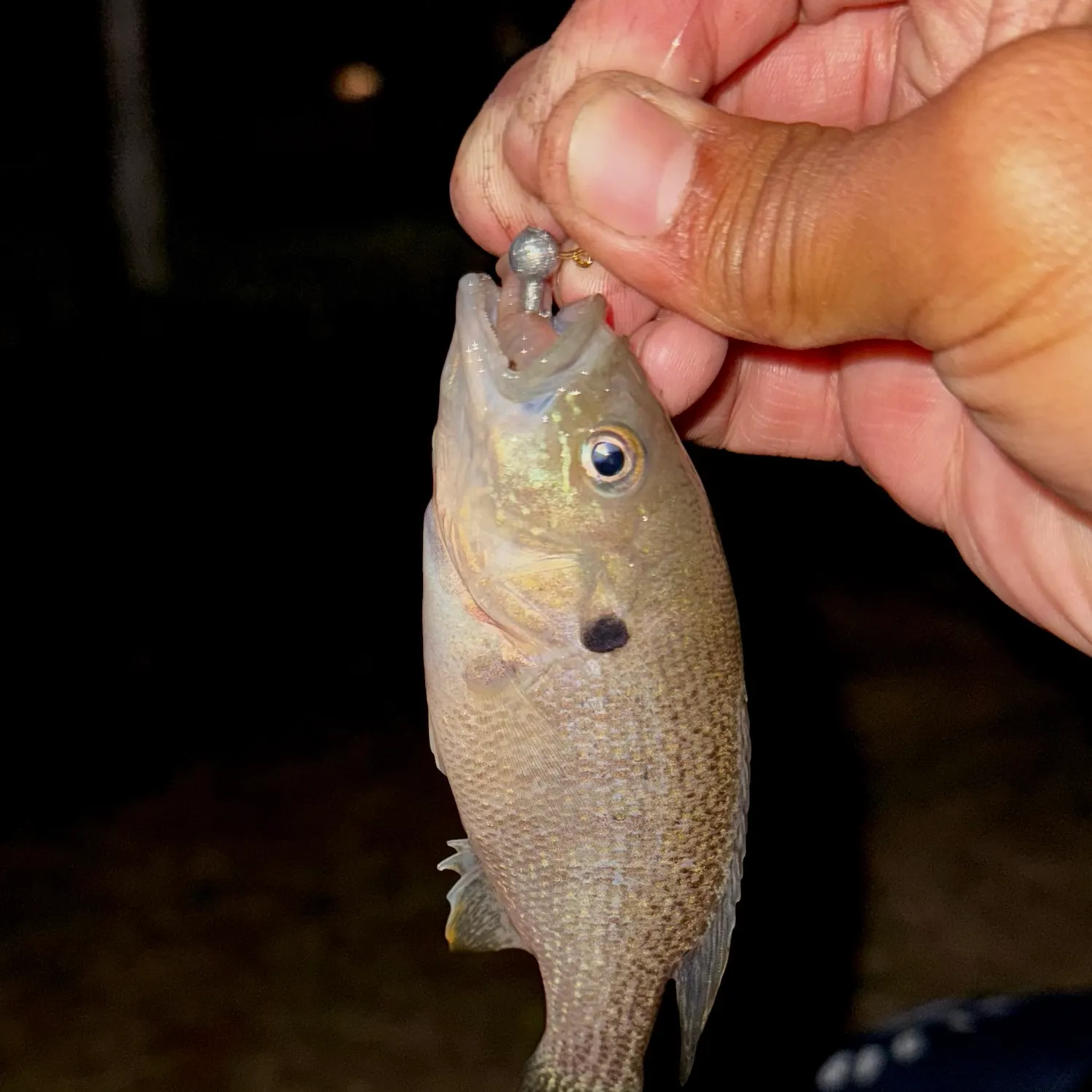 Green sunfish caught on Fishbrain