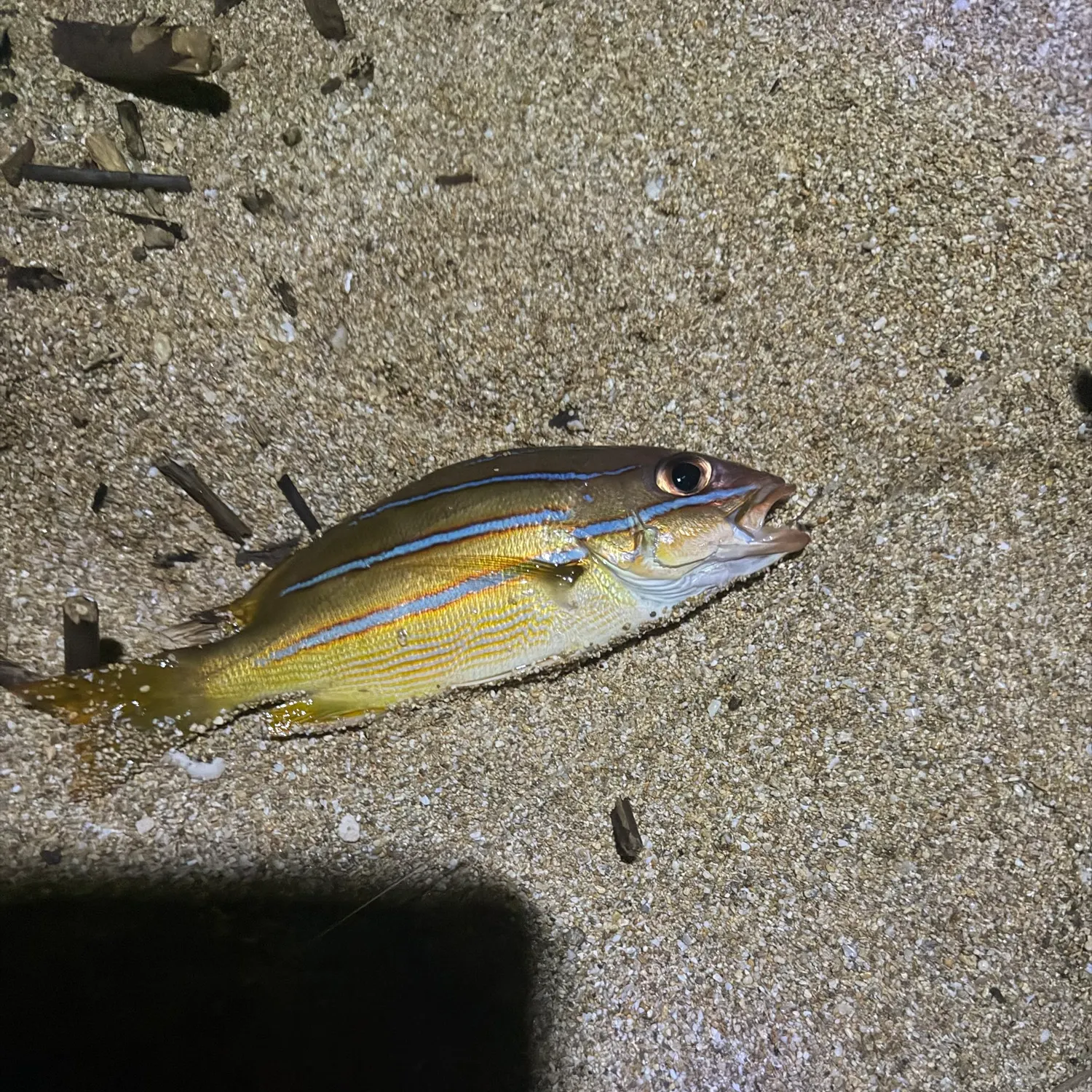 The most recent Common bluestripe snapper catches on Fishbrain