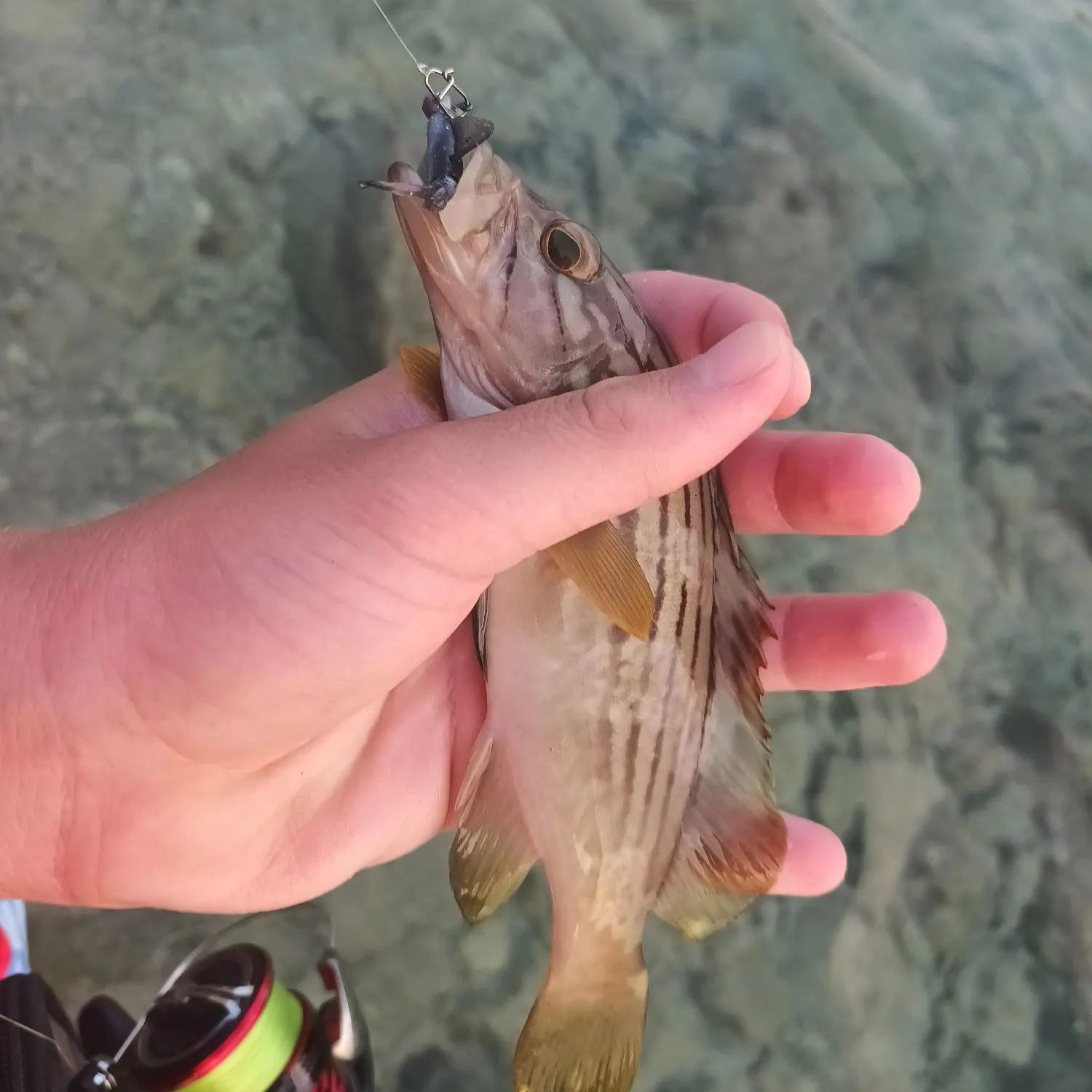 The most recent Goldblotched grouper catches on Fishbrain