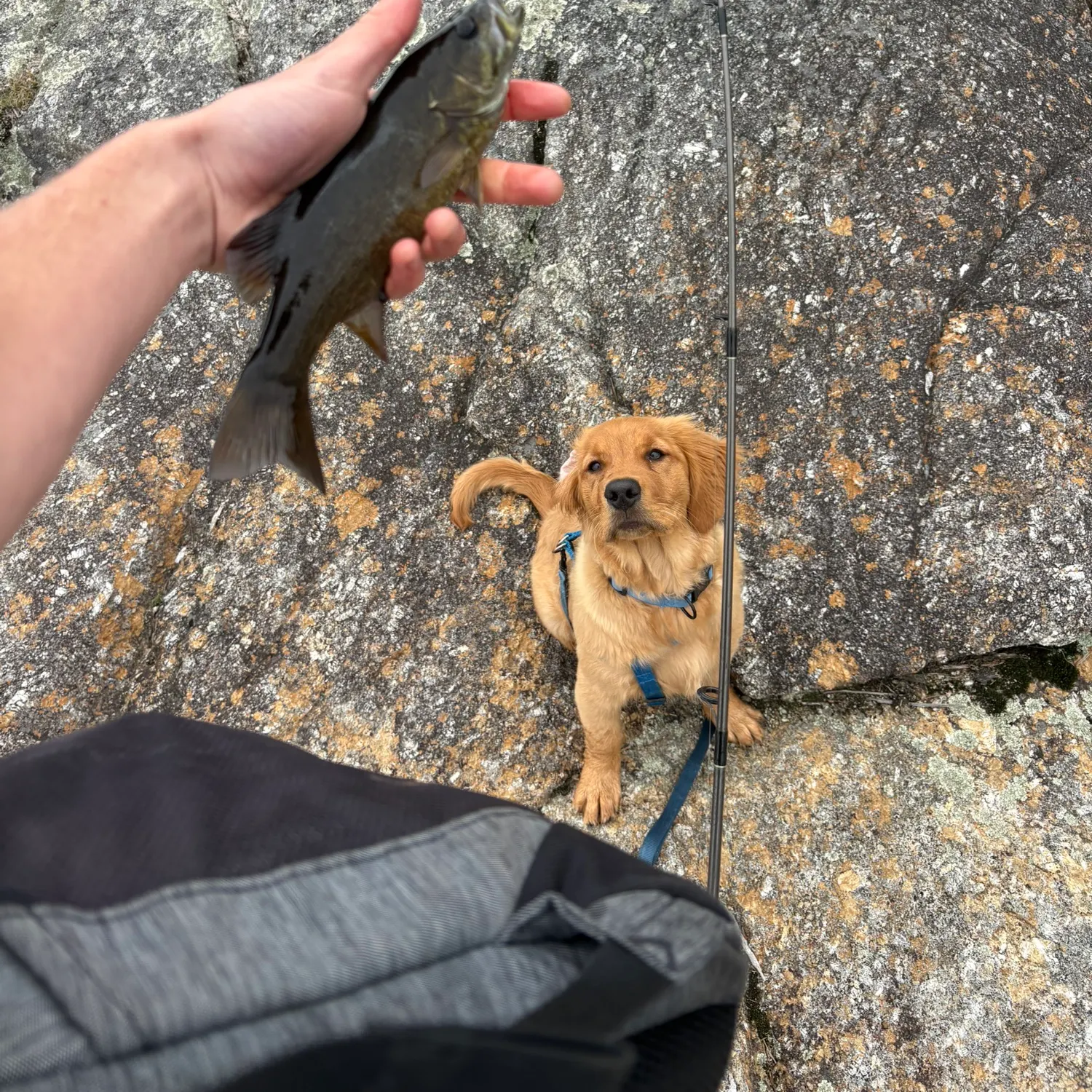 Smallmouth bass caught on Fishbrain