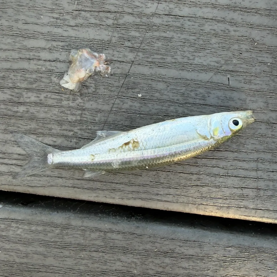 Jack silverside caught on Fishbrain