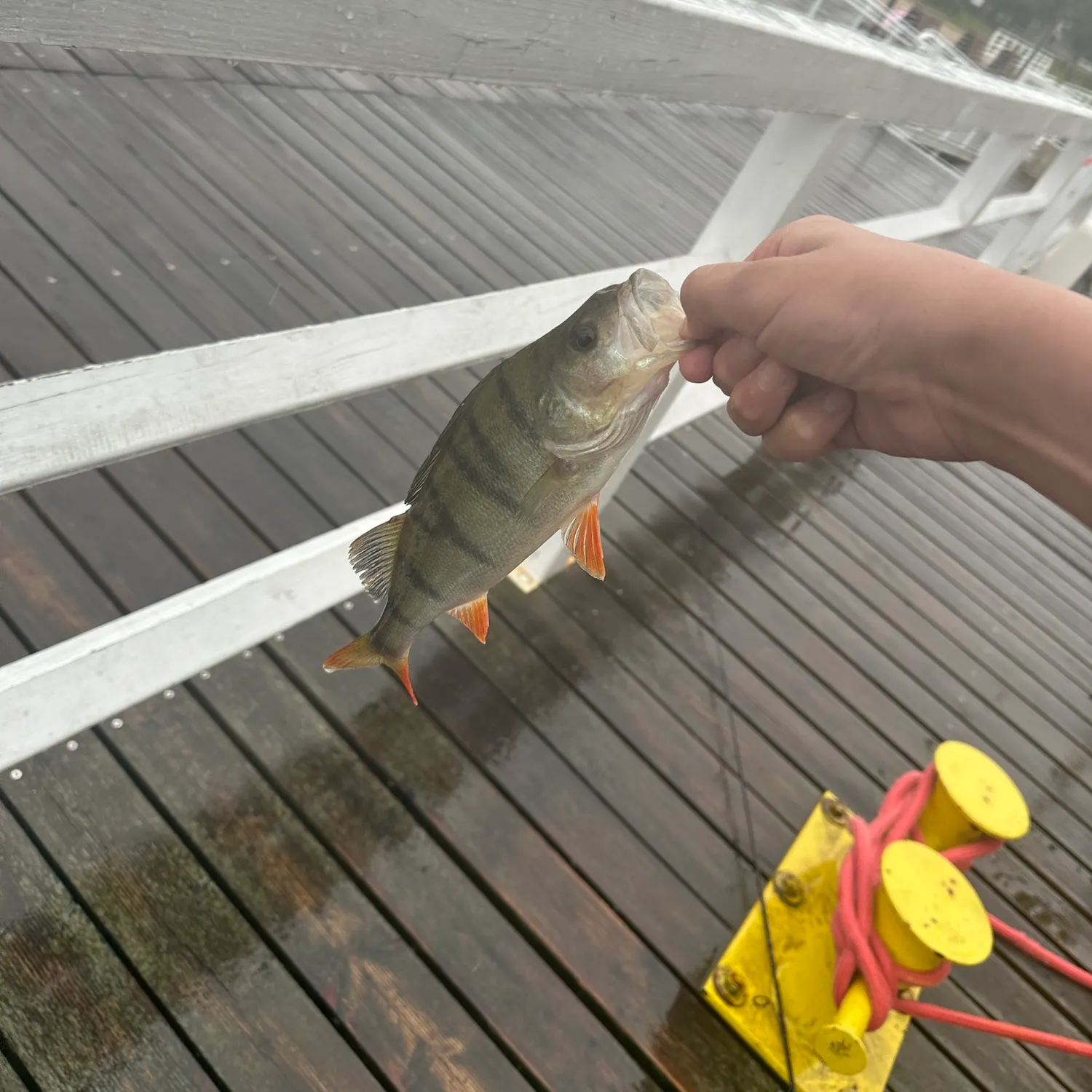 European perch caught on Fishbrain