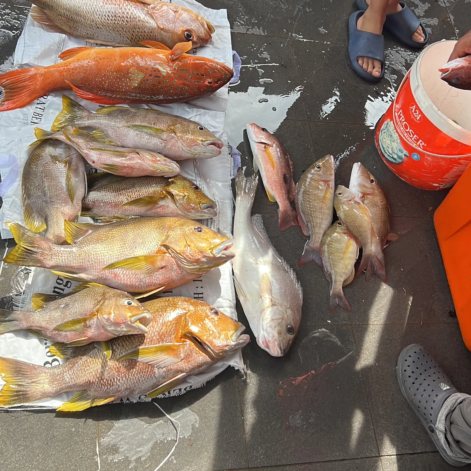 recently logged catches