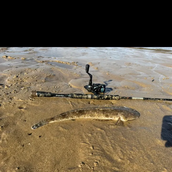 The most recent Blue-spotted flathead catches on Fishbrain