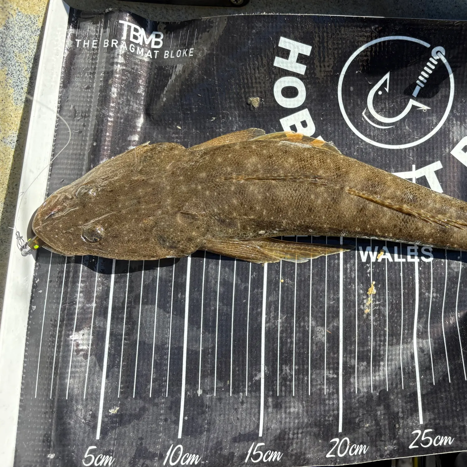 Dusky flathead caught on Fishbrain