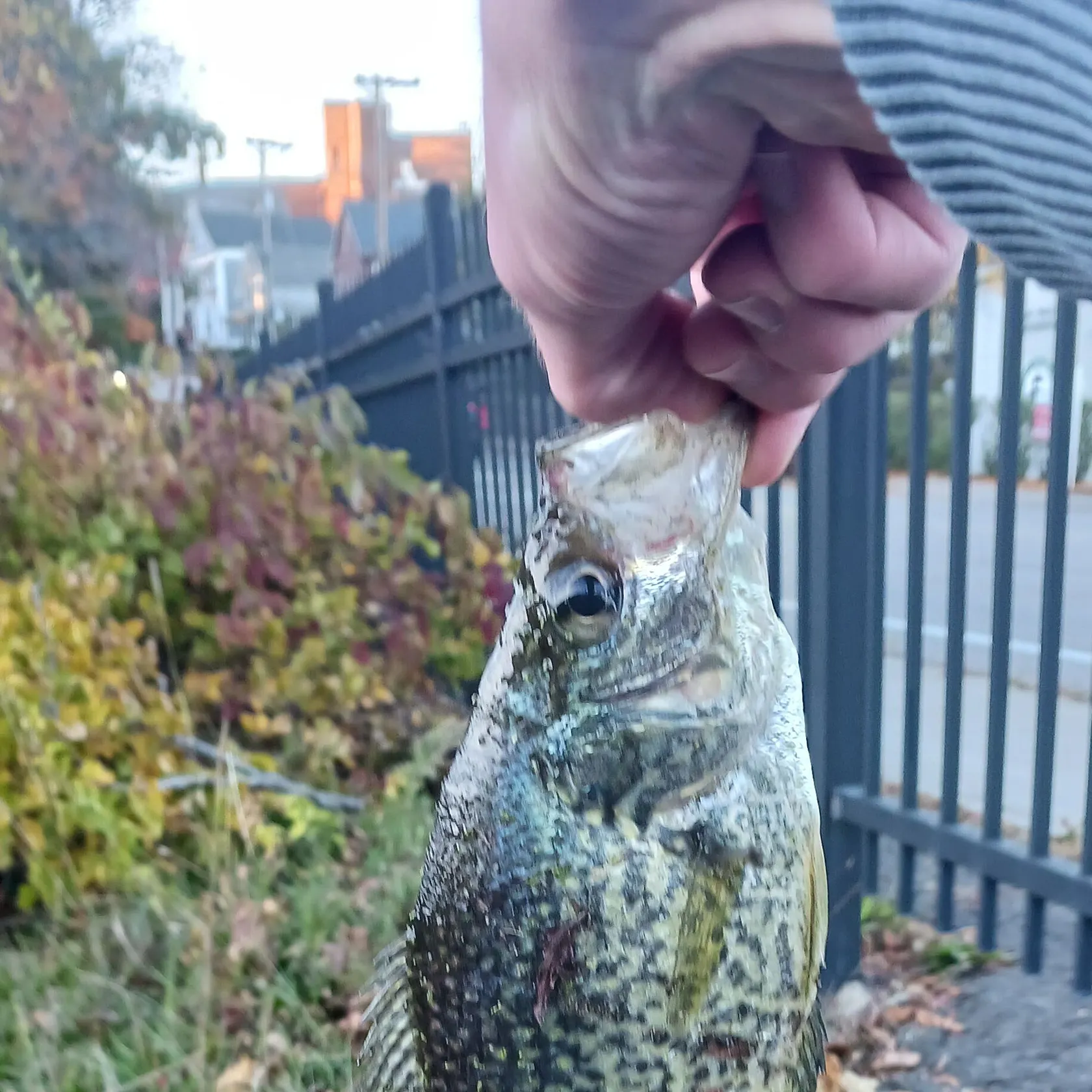 Black crappie caught on Fishbrain