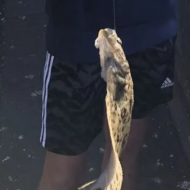 The most recent Largetooth flounder catches on Fishbrain