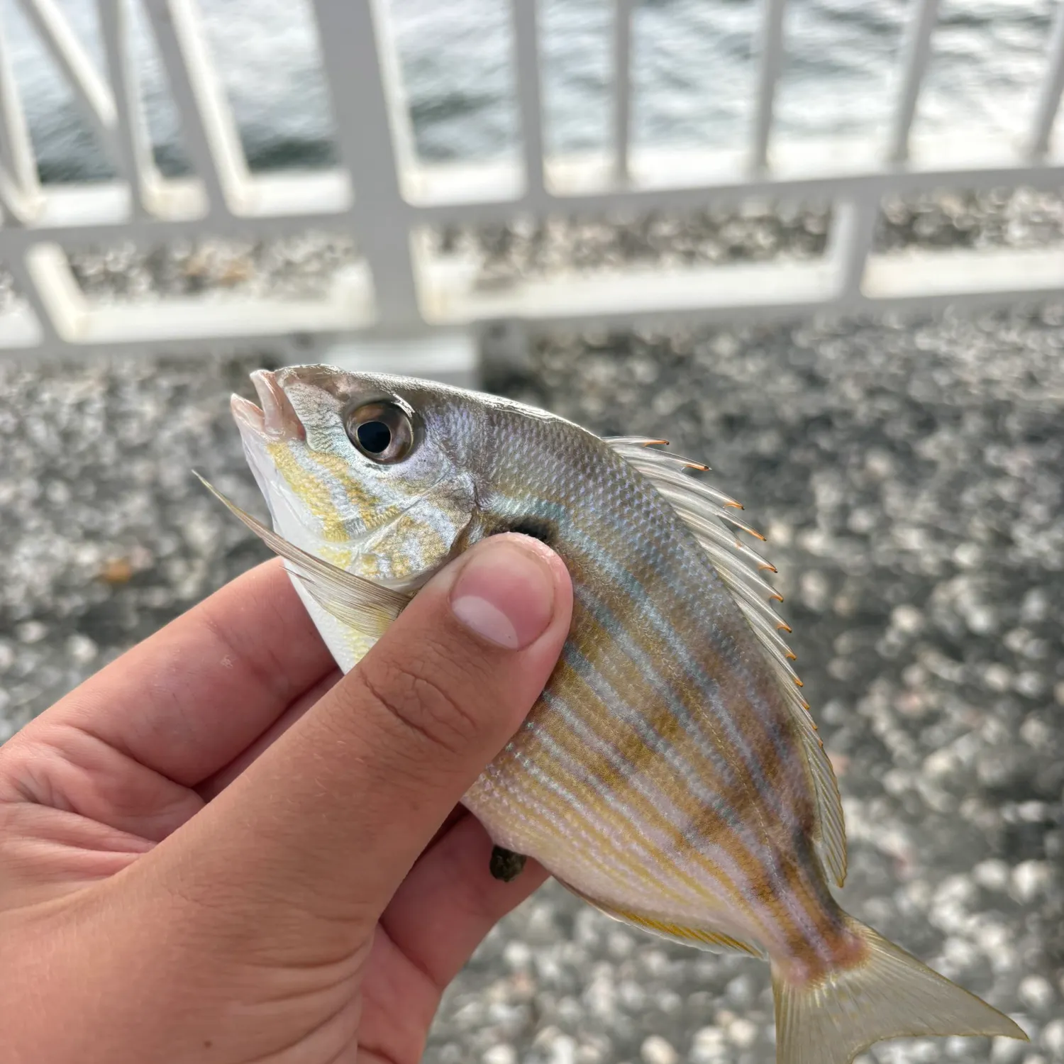 Pinfish caught on Fishbrain