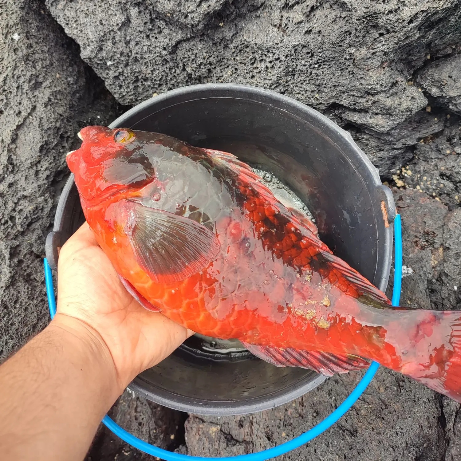 The most recent Mediterranean parrotfish catches on Fishbrain