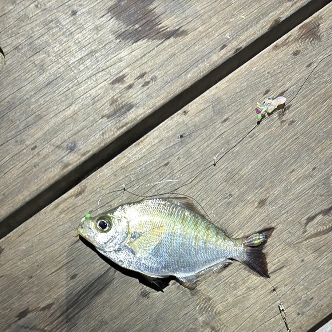 The most recent Pacific spadefish catches on Fishbrain