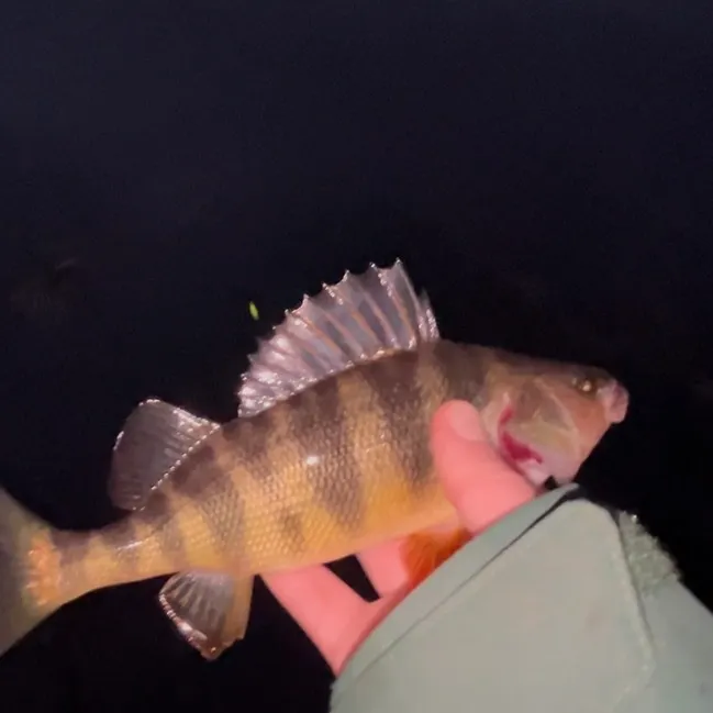 The most recent Yellow perch catches on Fishbrain