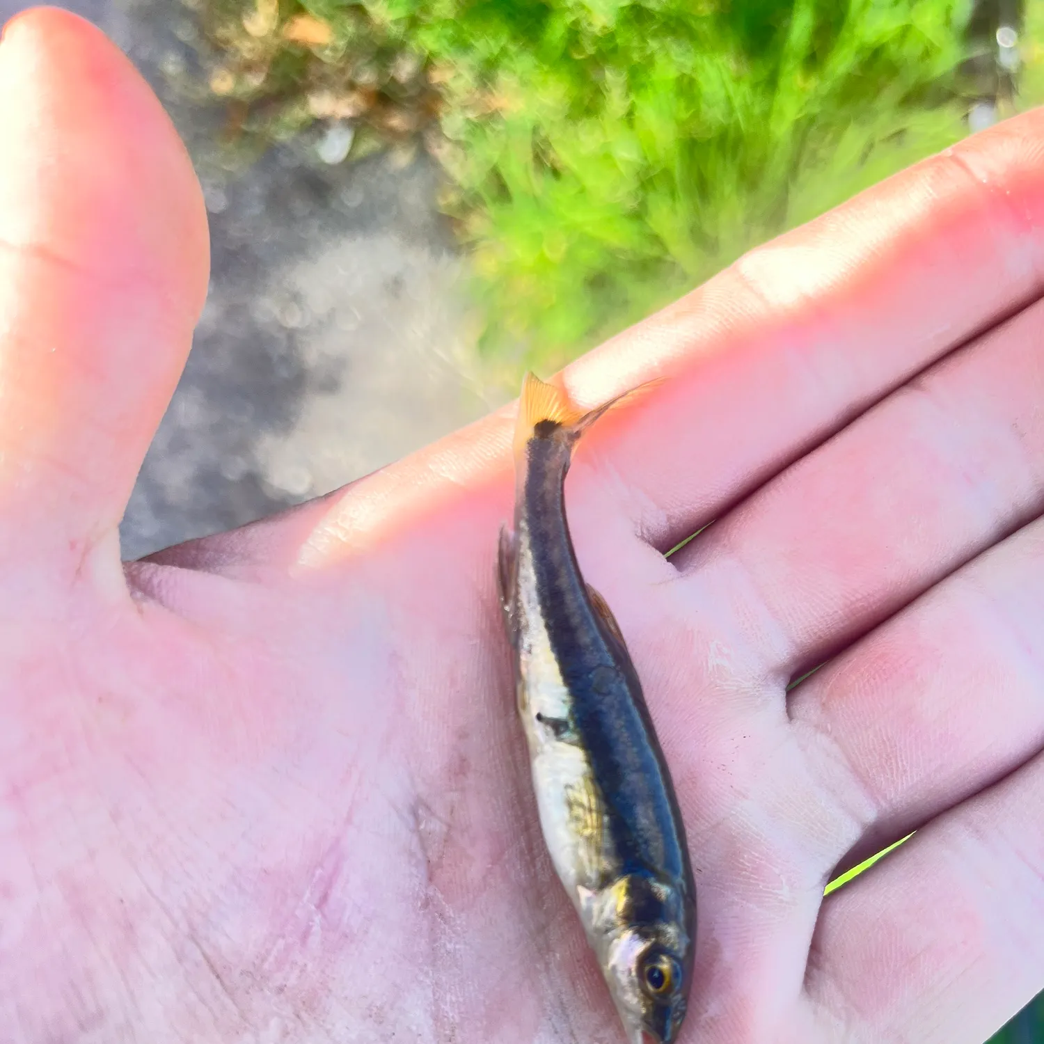 The most recent Eurasian minnow catches on Fishbrain