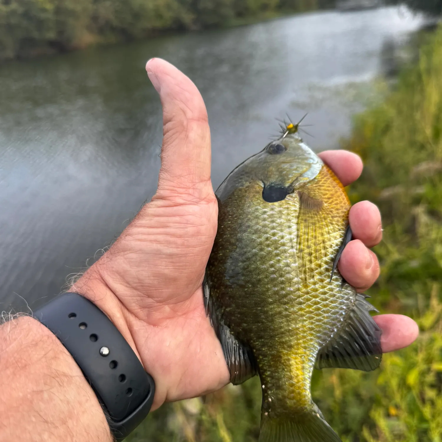 Bluegill caught on Fishbrain