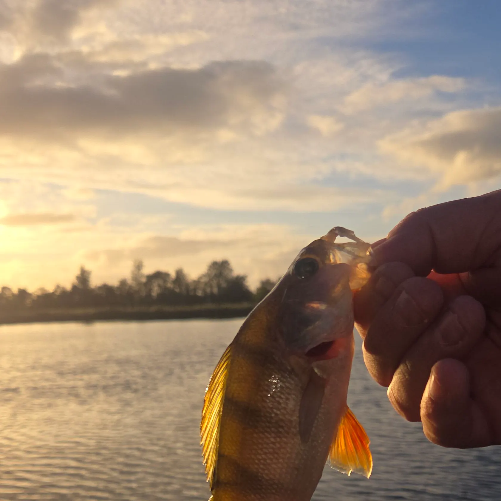 European perch caught on Fishbrain