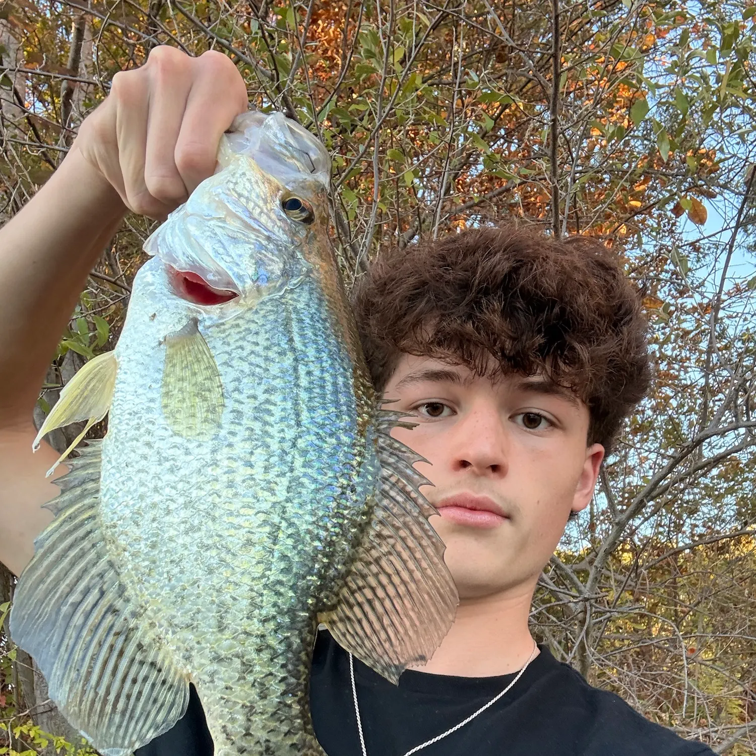 Black crappie caught on Fishbrain