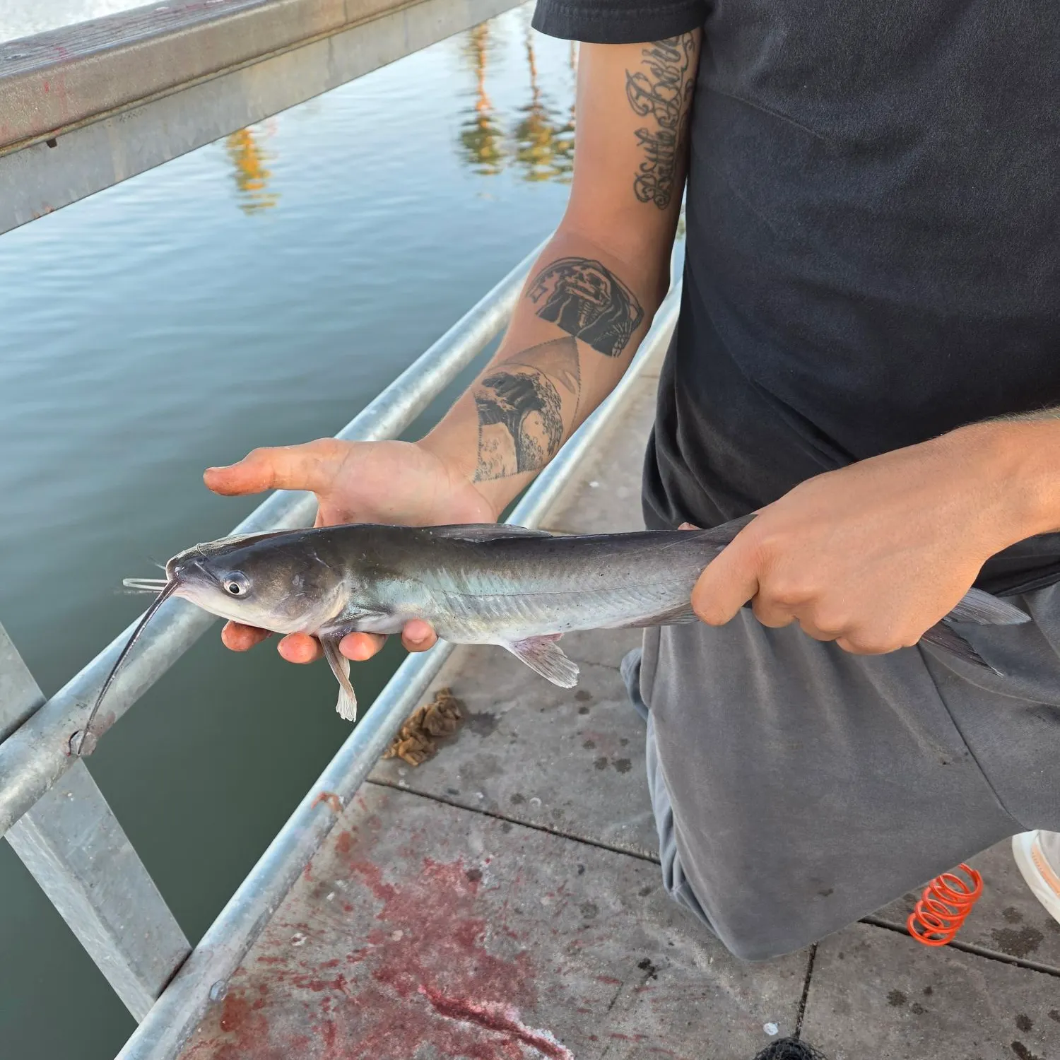Channel catfish caught on Fishbrain