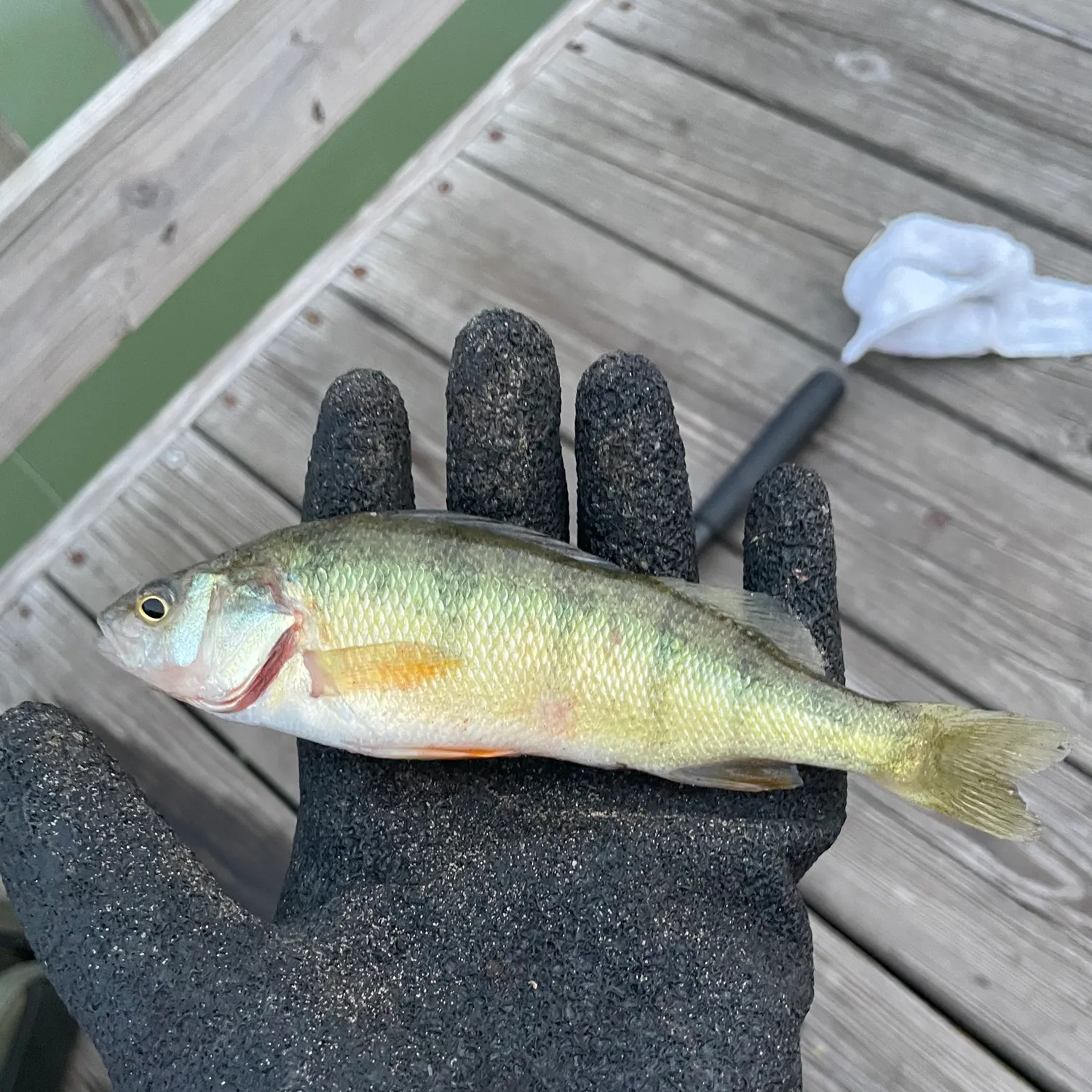 Yellow perch caught on Fishbrain