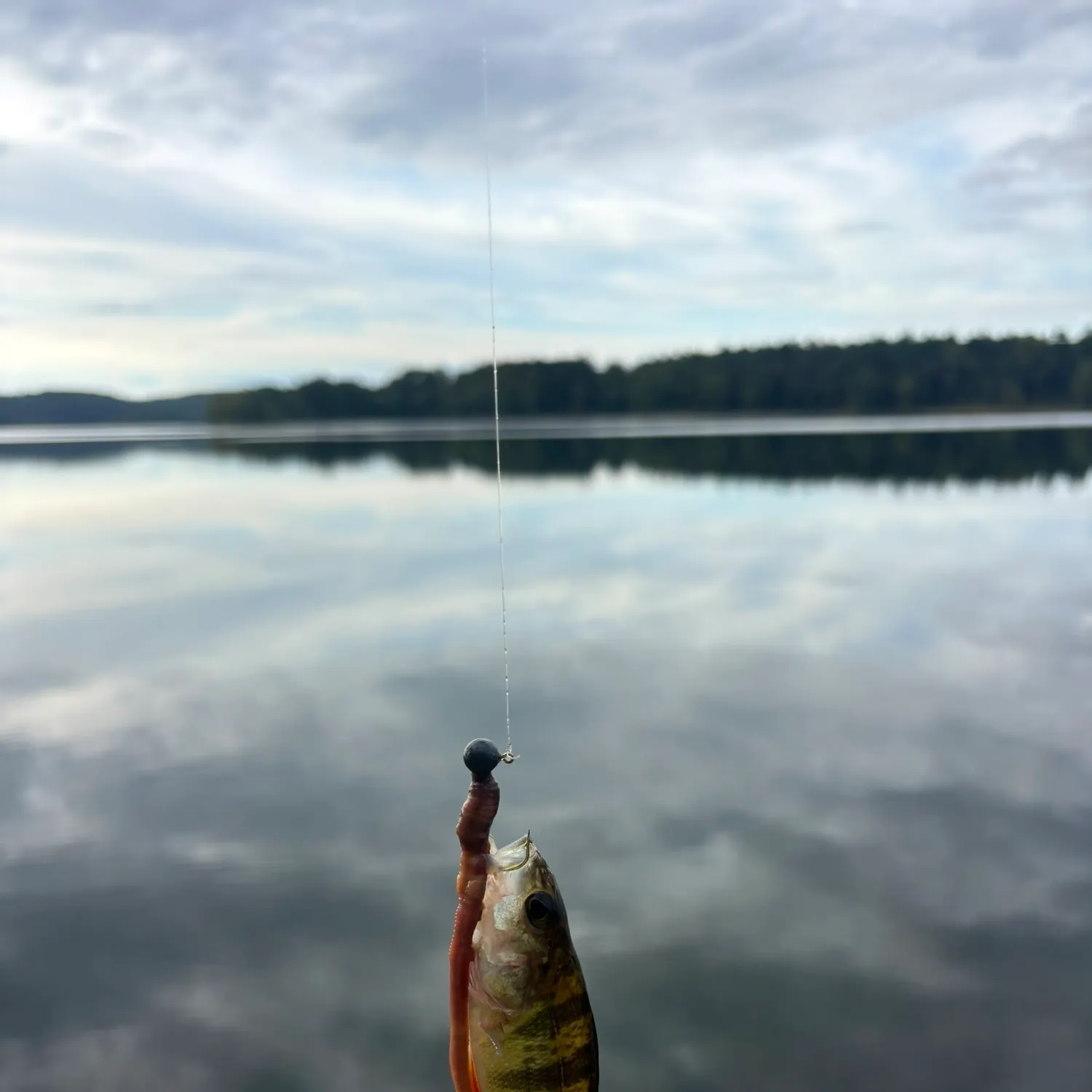 Yellow perch caught on Fishbrain