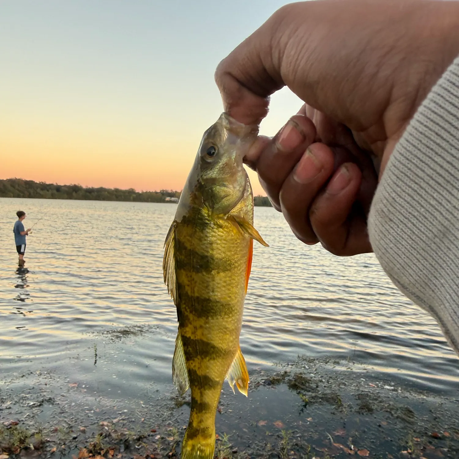 Yellow perch caught on Fishbrain