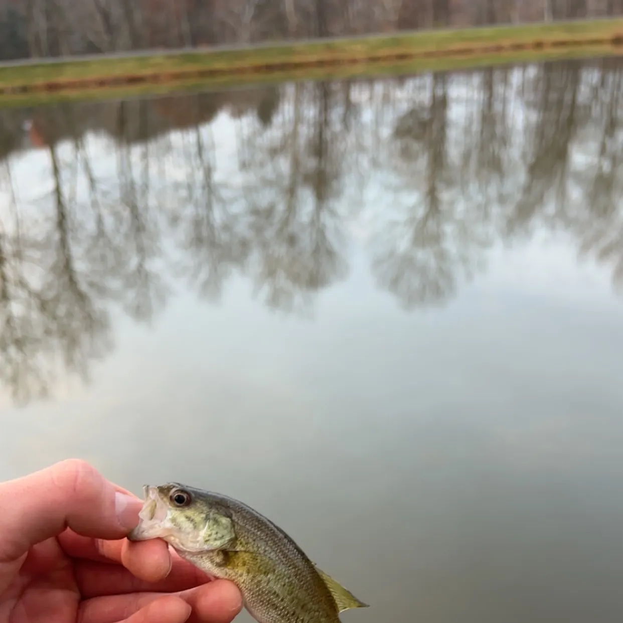 The most recent Largemouth bass catches on Fishbrain