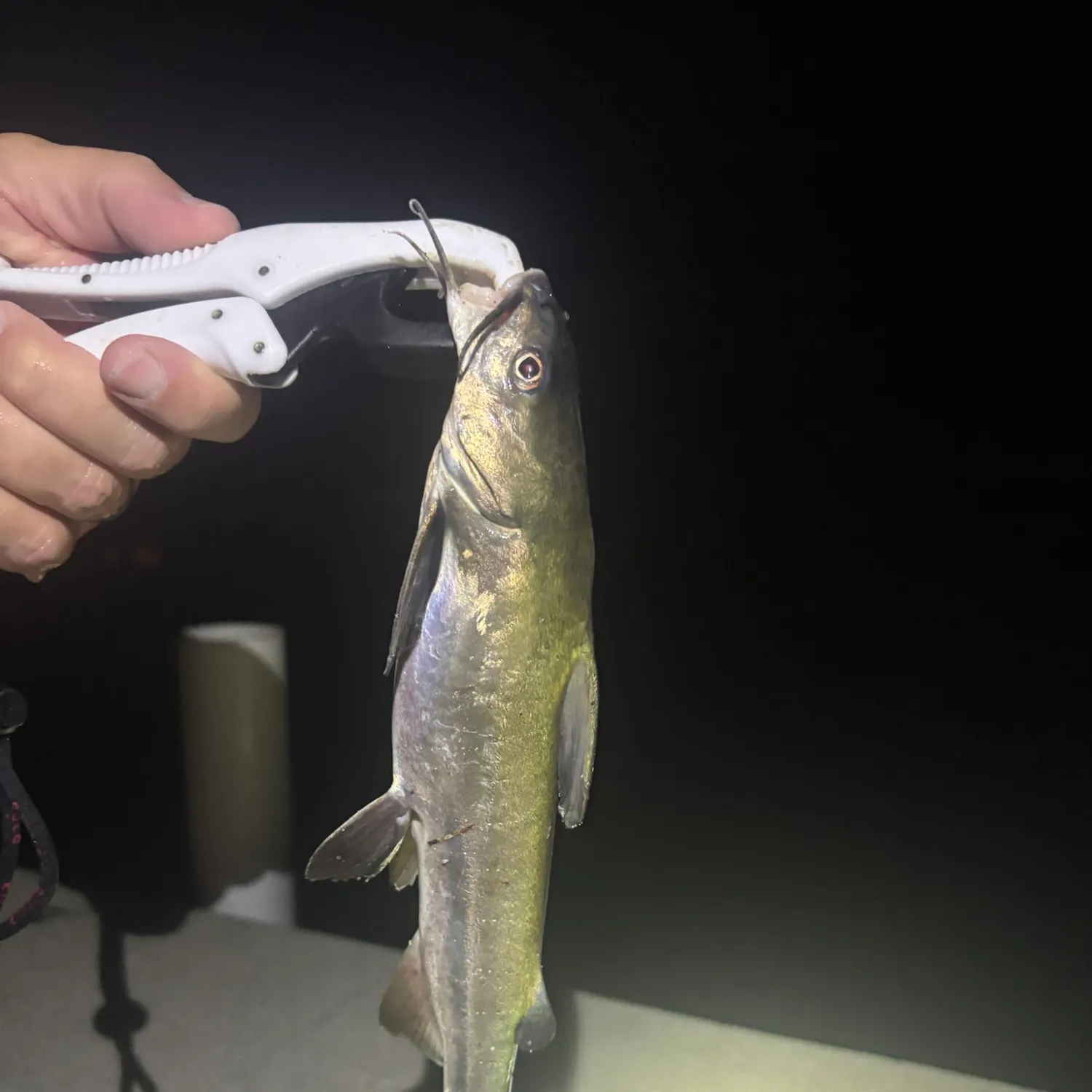 Hardhead sea catfish caught on Fishbrain