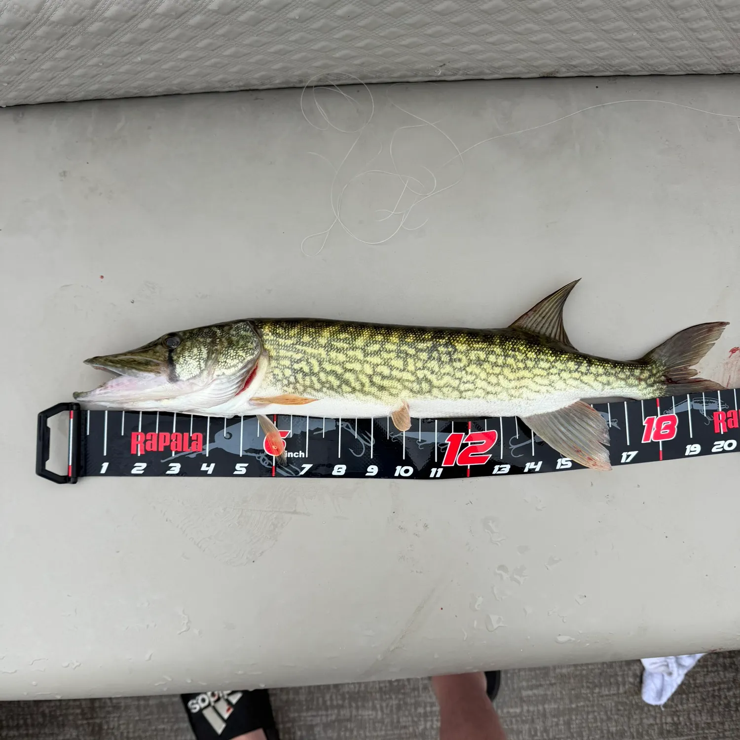 recently logged catches