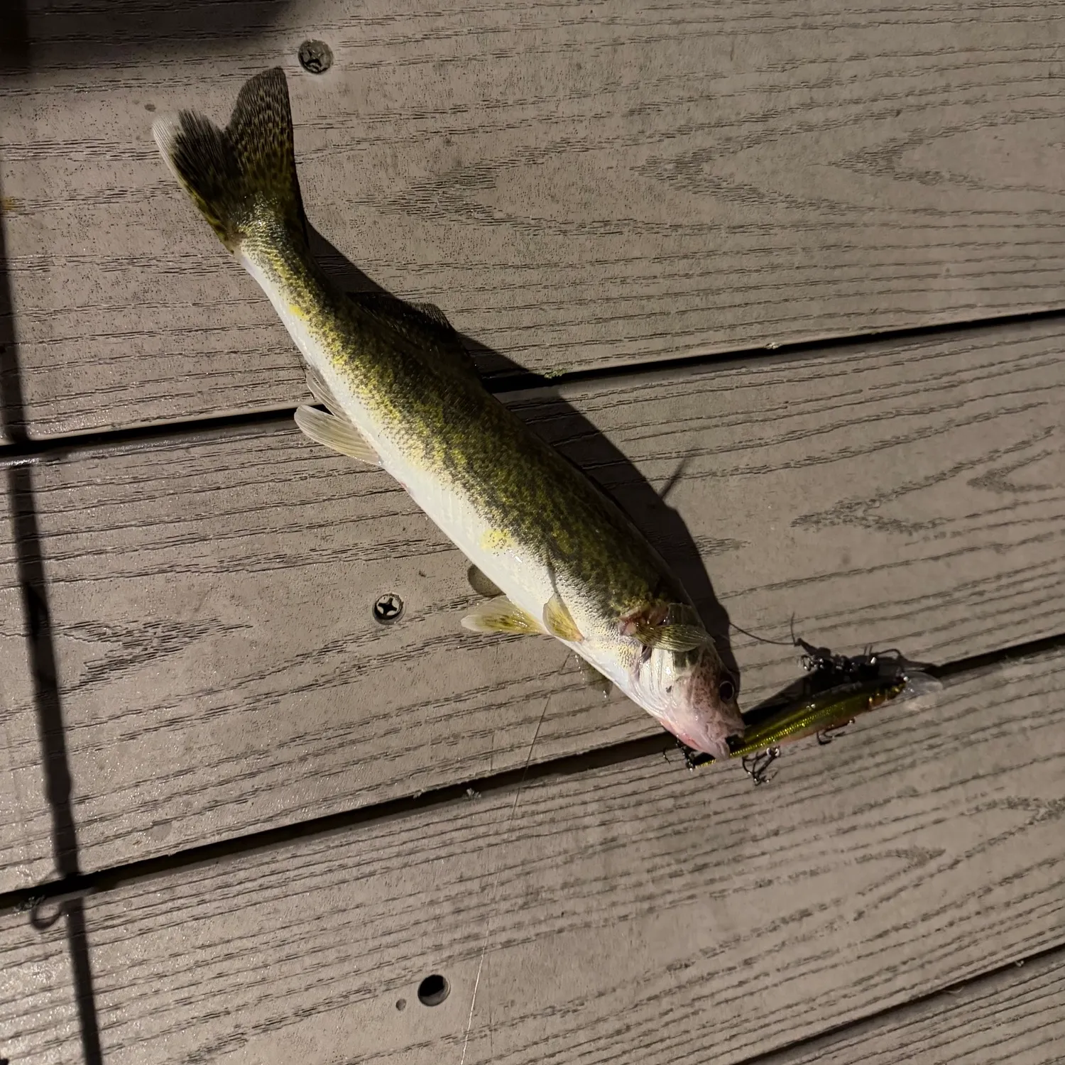 Walleye caught on Fishbrain