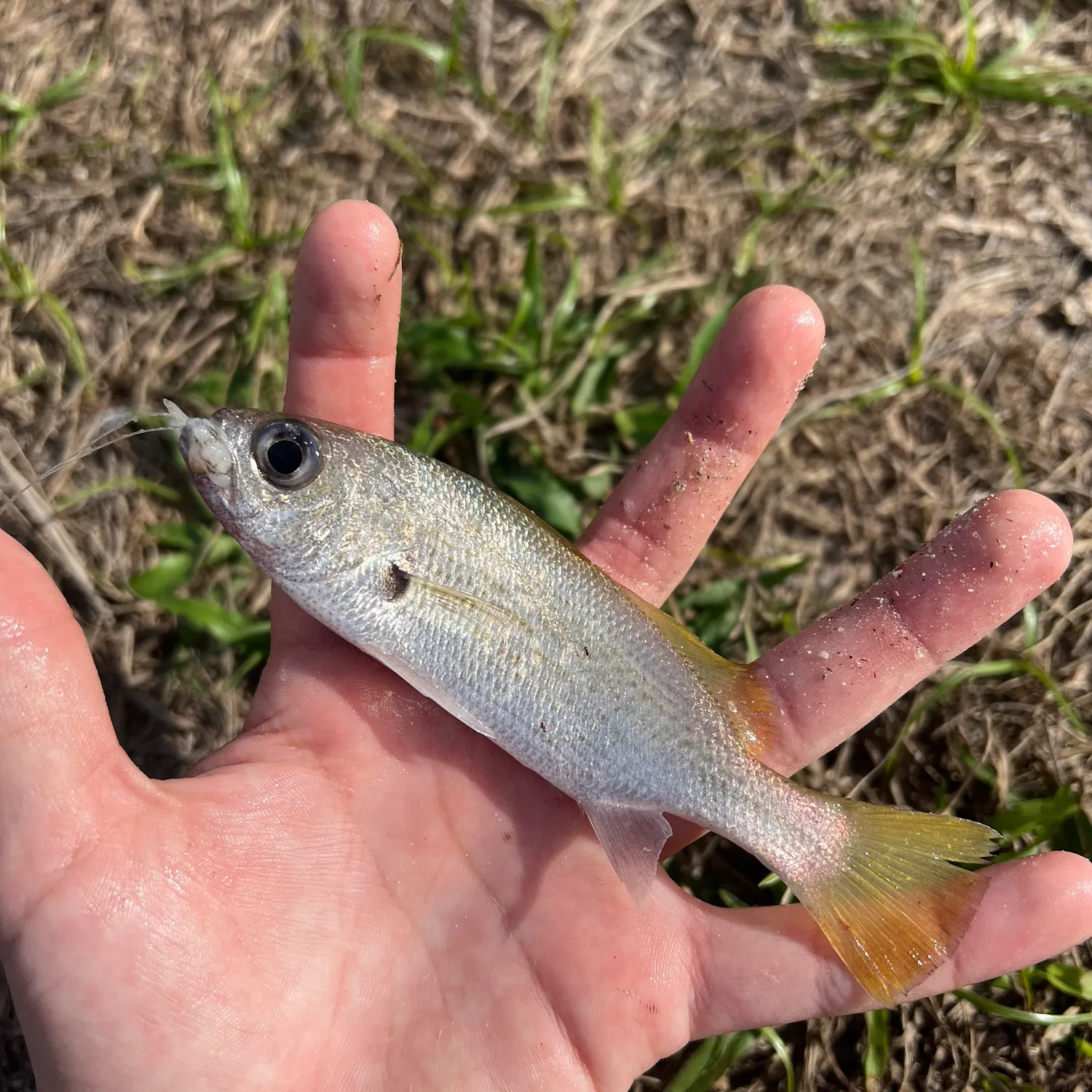 The most recent Reef croaker catches on Fishbrain