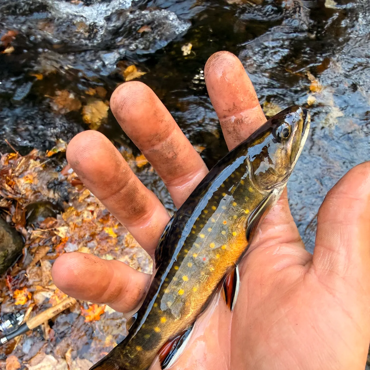 Brook trout caught on Fishbrain