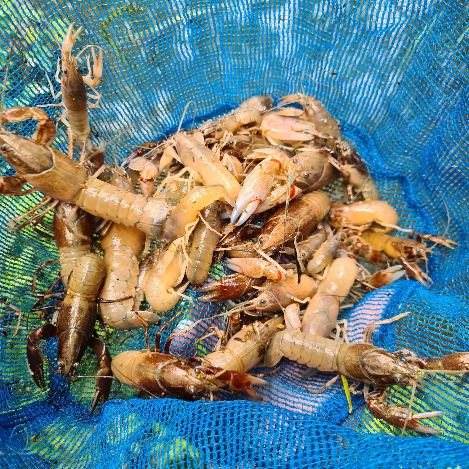 The most recent Common yabby catches on Fishbrain