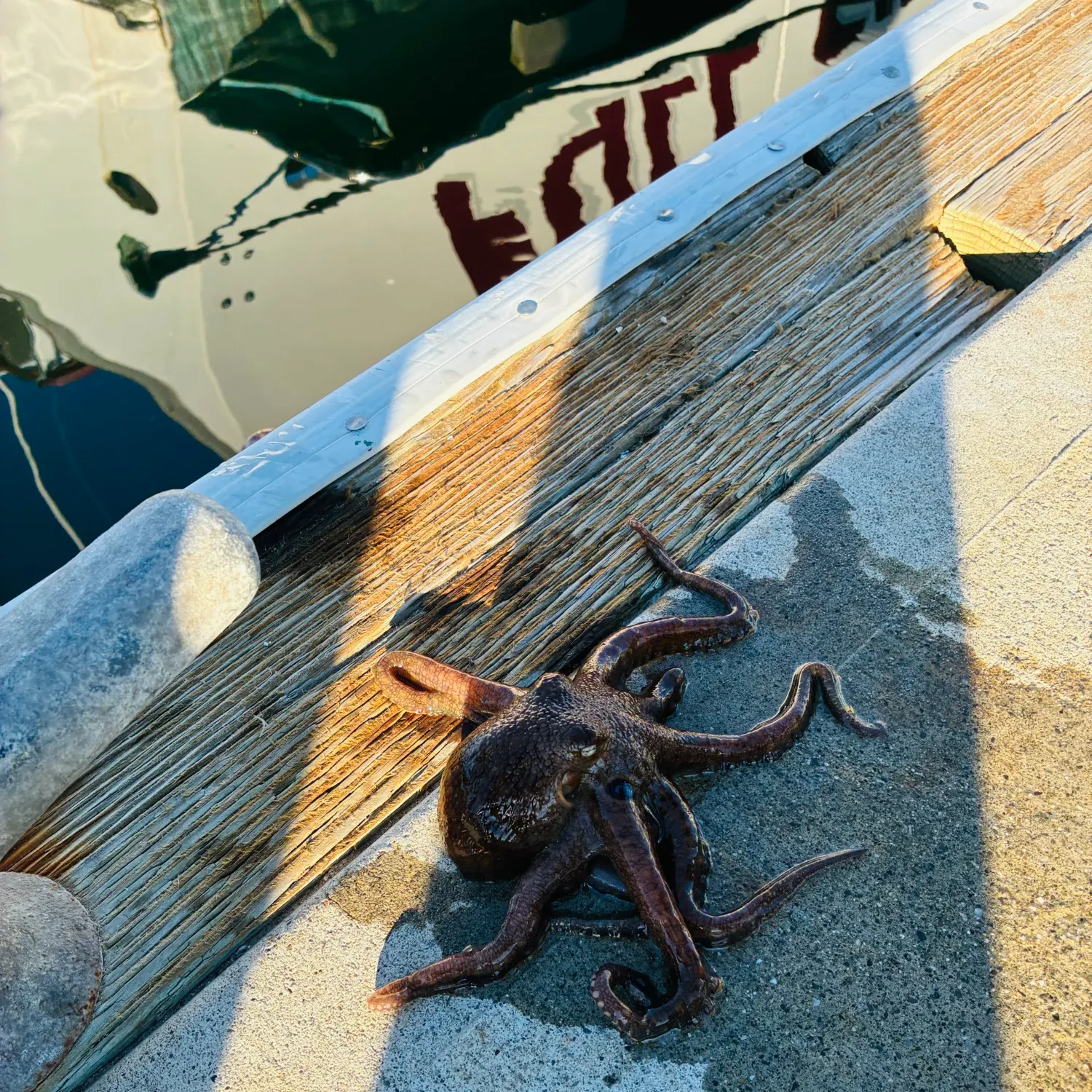 The most recent California two-spot octopus catches on Fishbrain