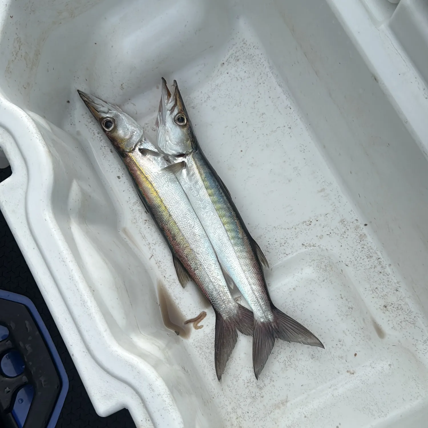 The most recent Pacific barracuda catches on Fishbrain