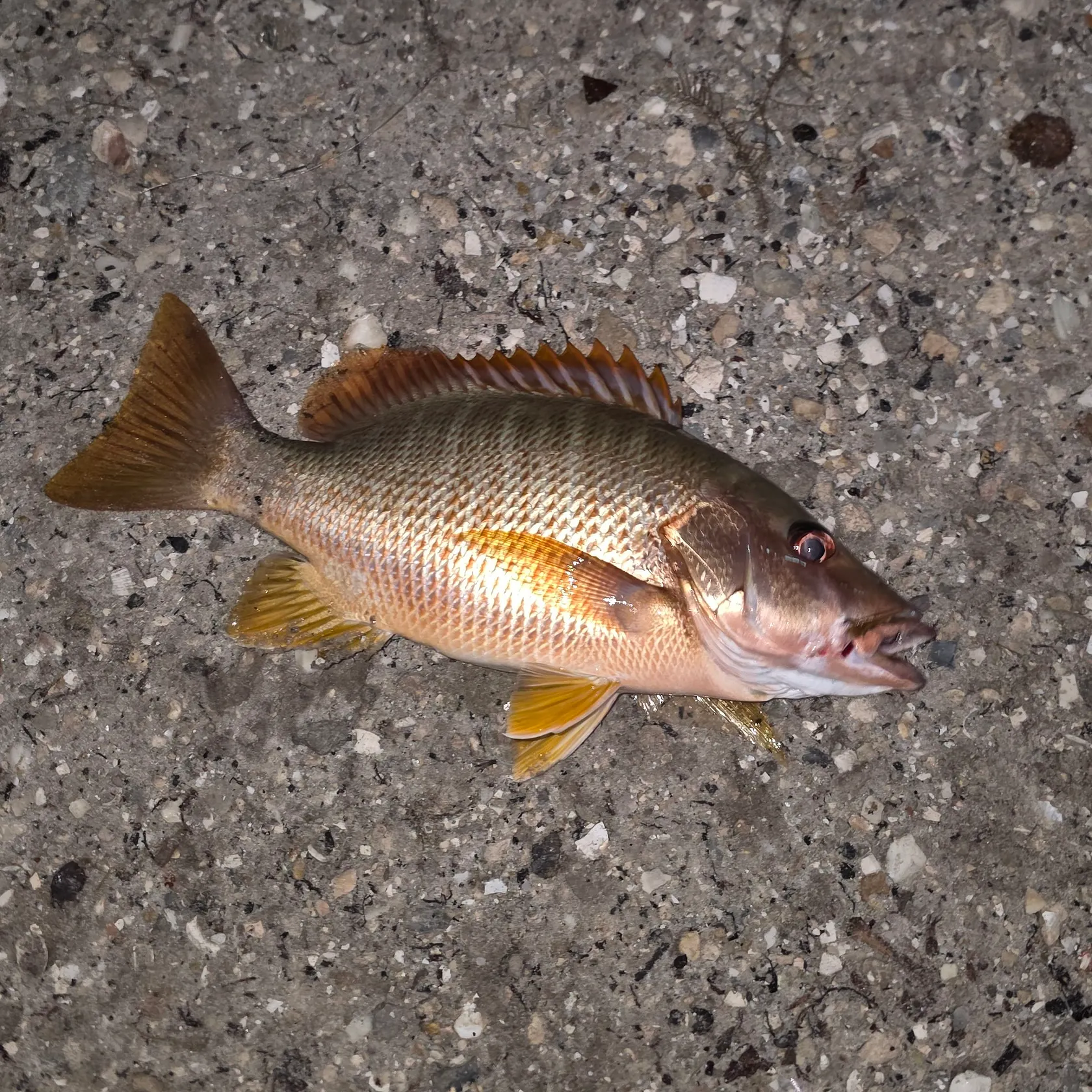 The most recent Dog Snapper catches on Fishbrain