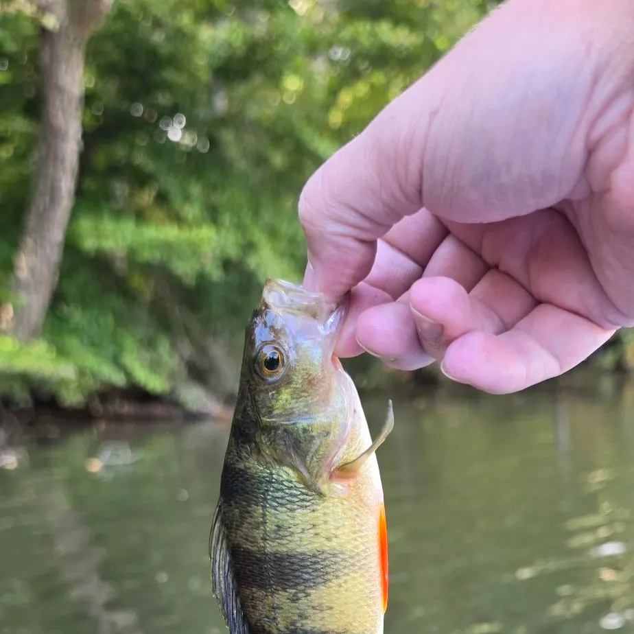 Yellow perch caught on Fishbrain
