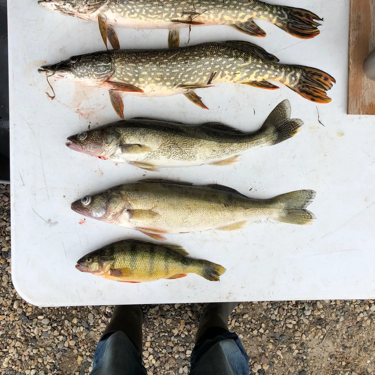 recently logged catches