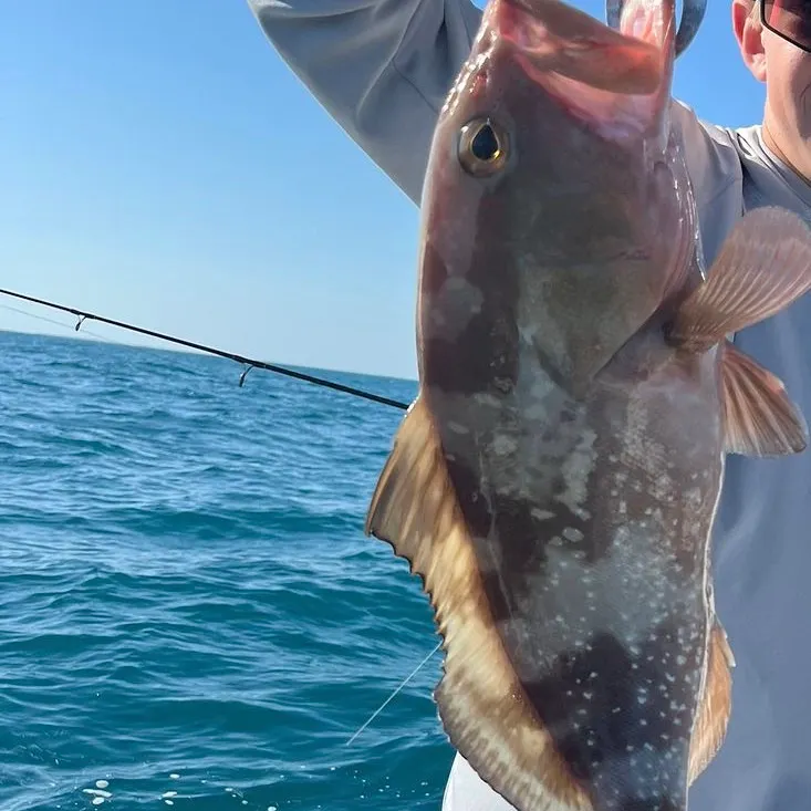 Red grouper caught on Fishbrain