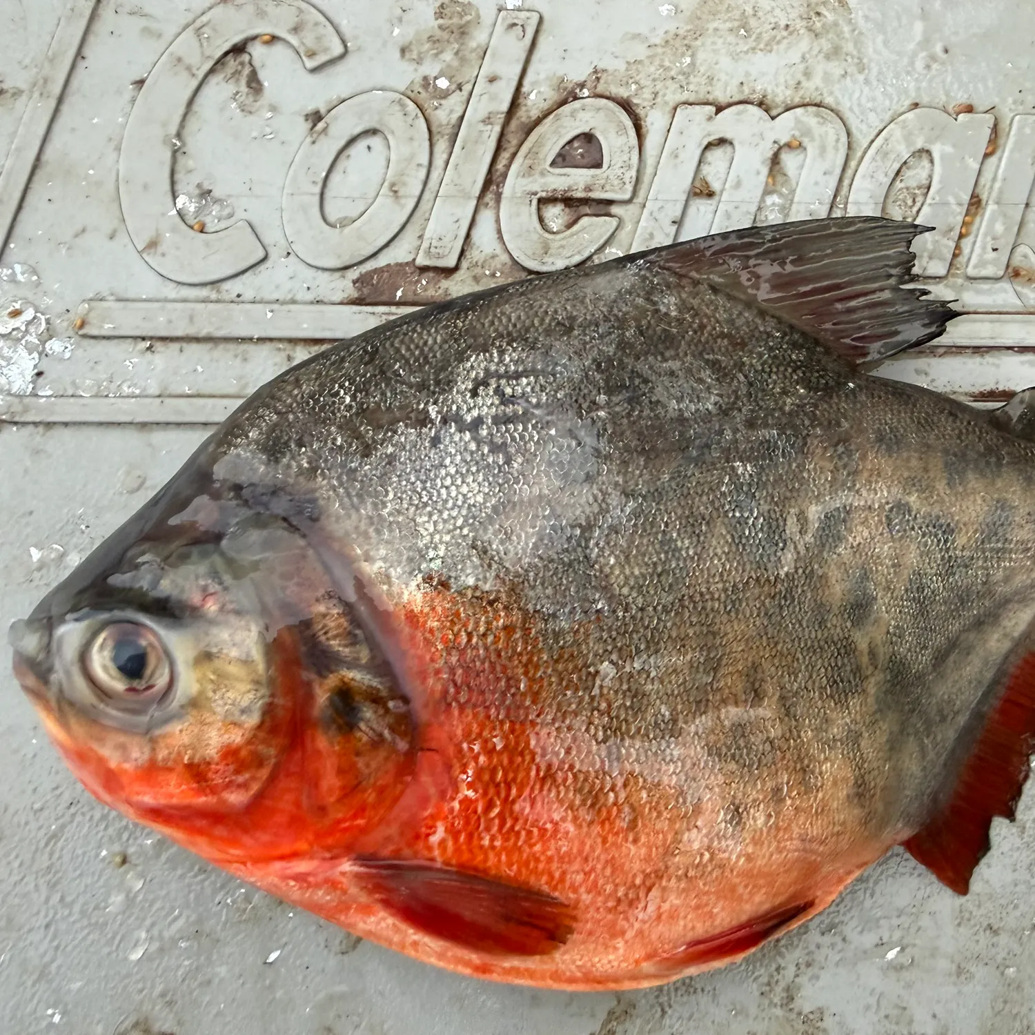The most recent Red-bellied piranha catches on Fishbrain