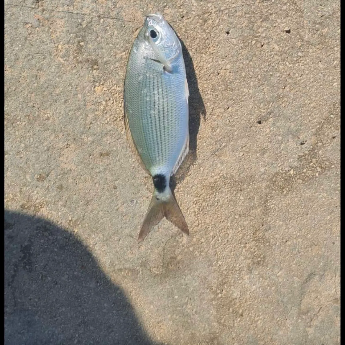 Fish caught on Fishbrain