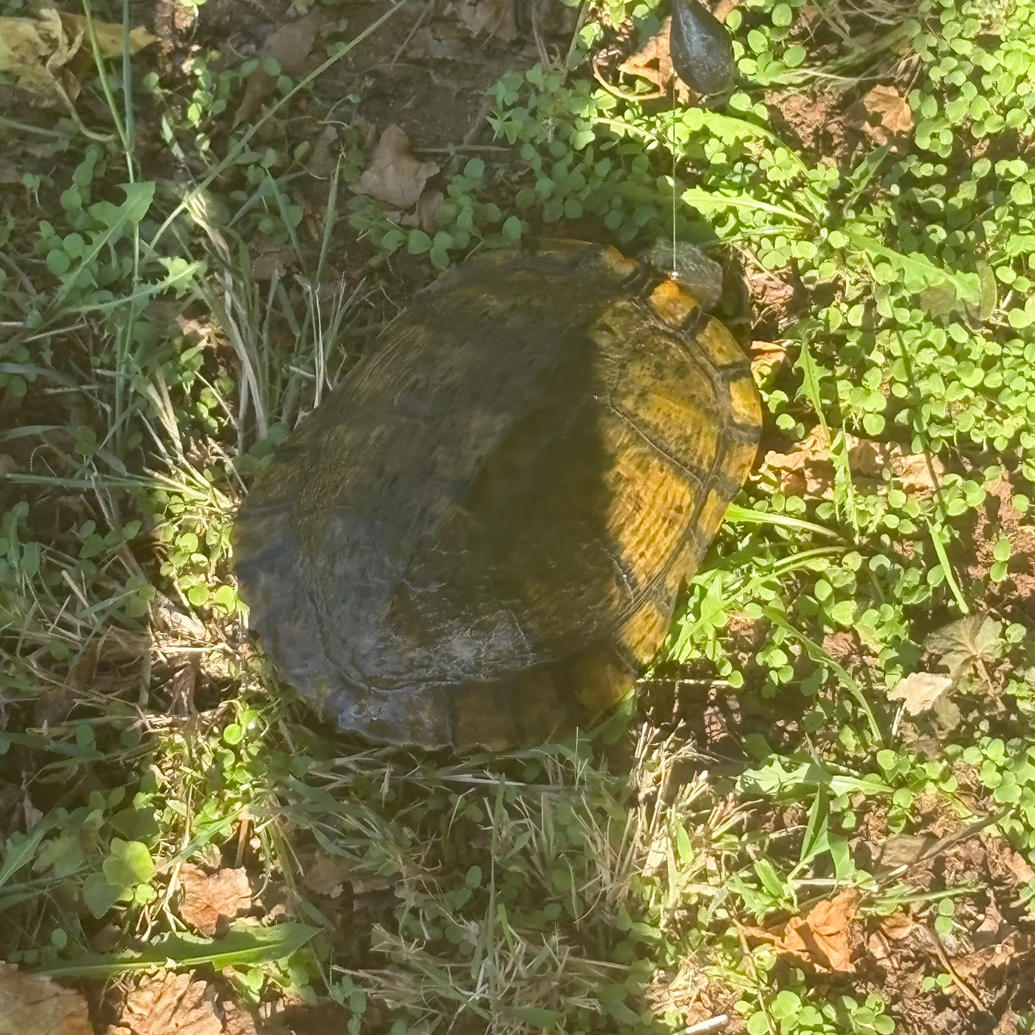 The most recent Pond slider turtle catches on Fishbrain
