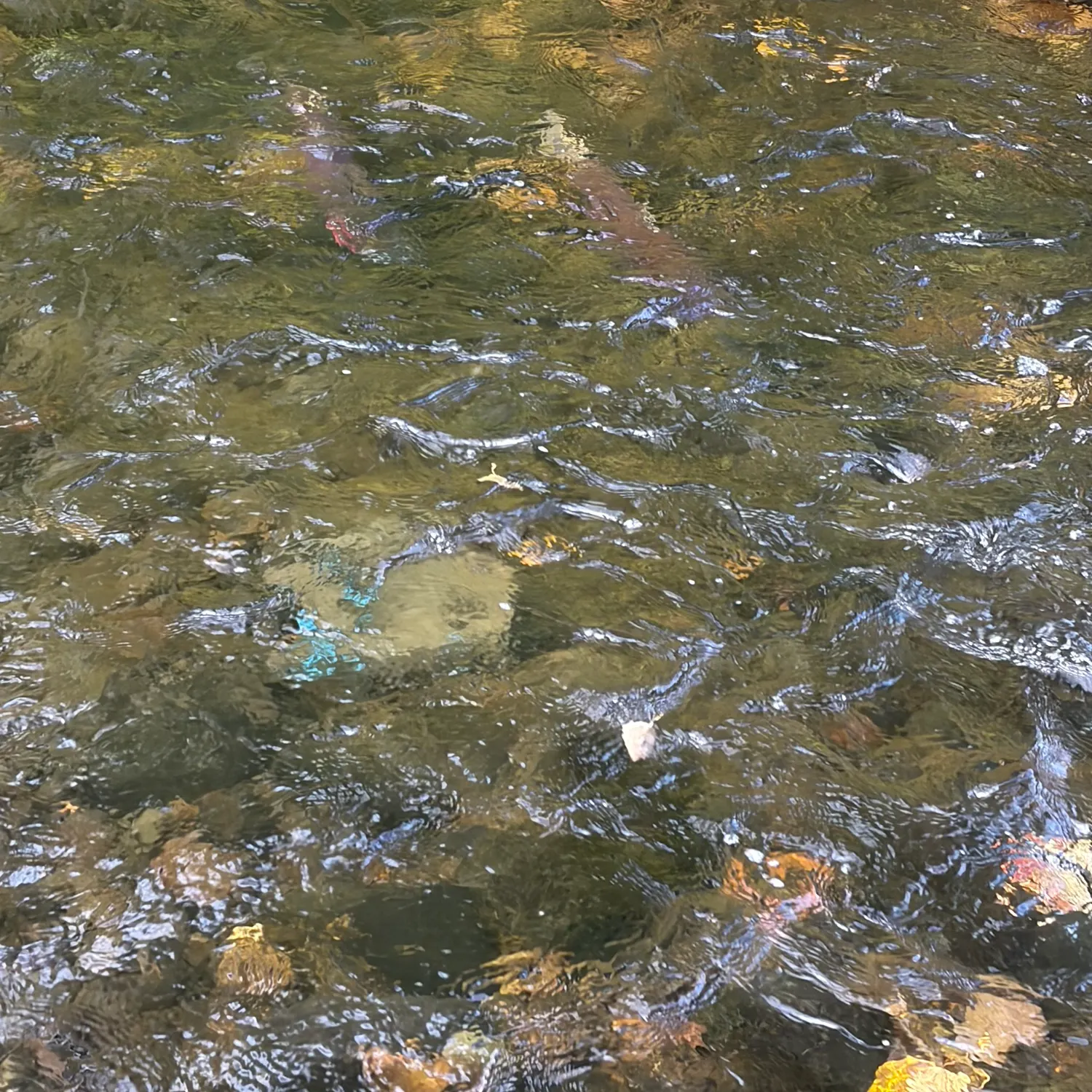 Coho salmon caught on Fishbrain