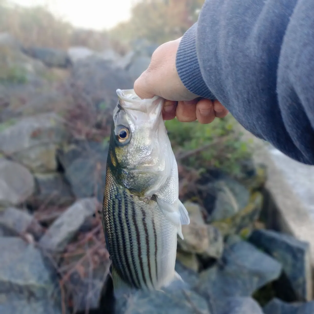 Striped bass caught on Fishbrain