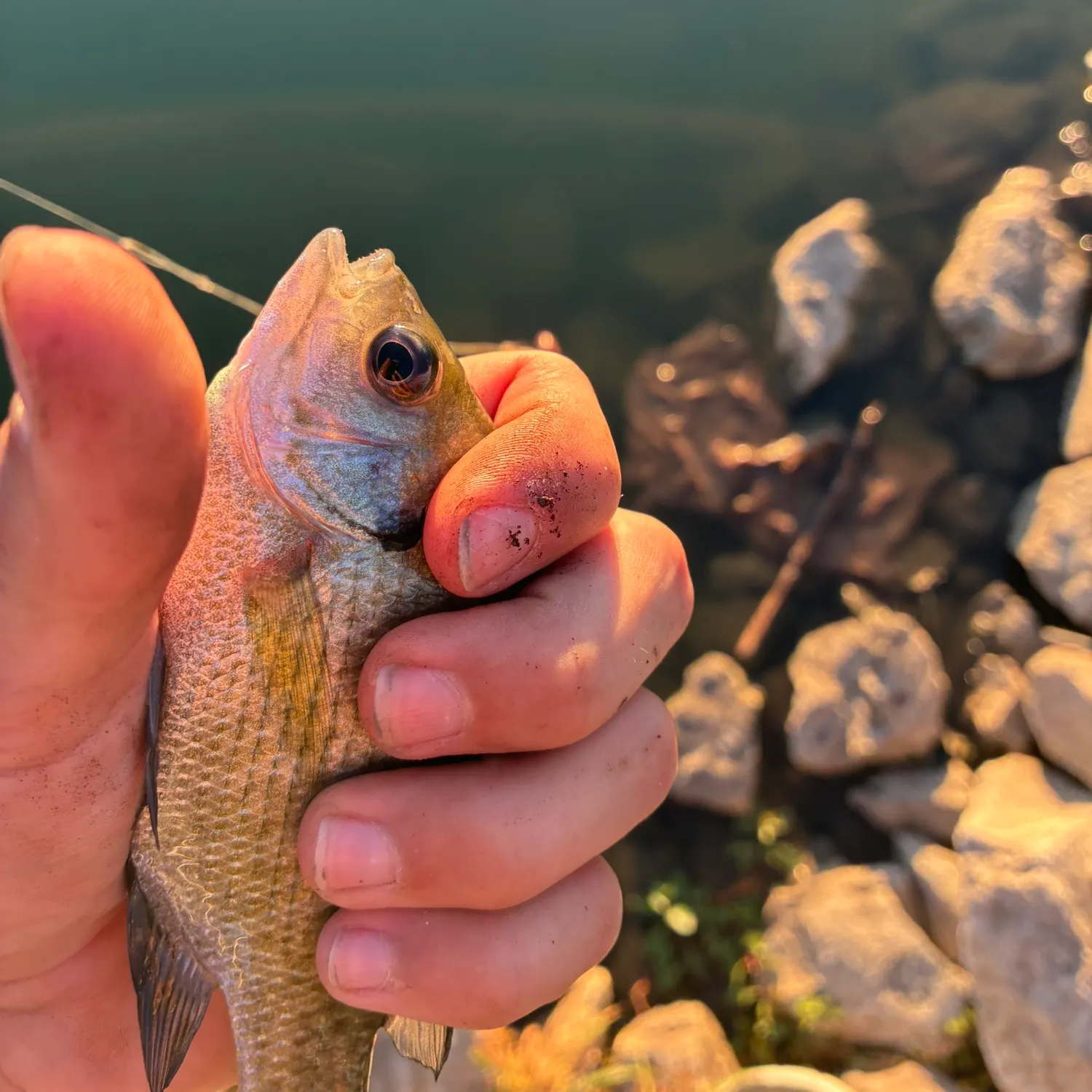 Bluegill caught on Fishbrain
