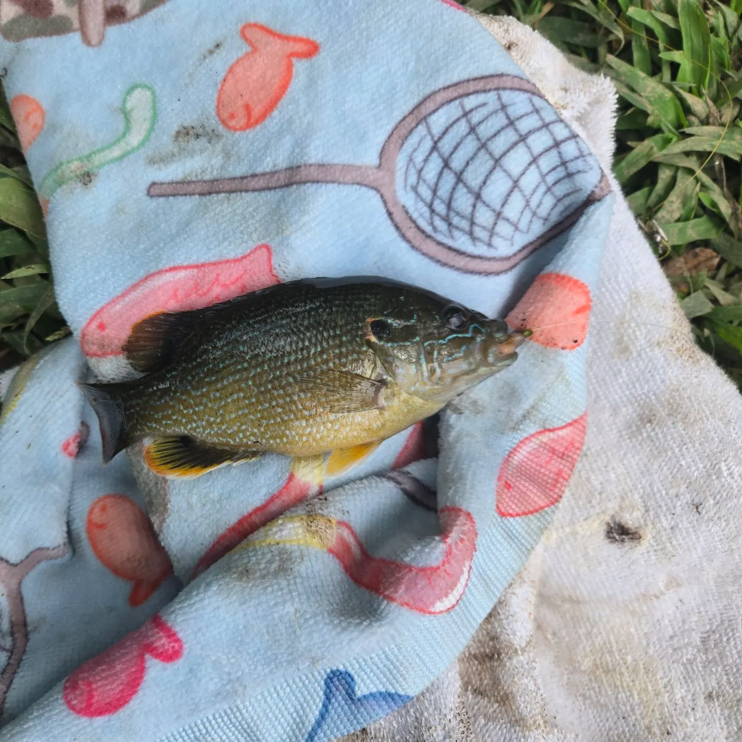 Green sunfish caught on Fishbrain