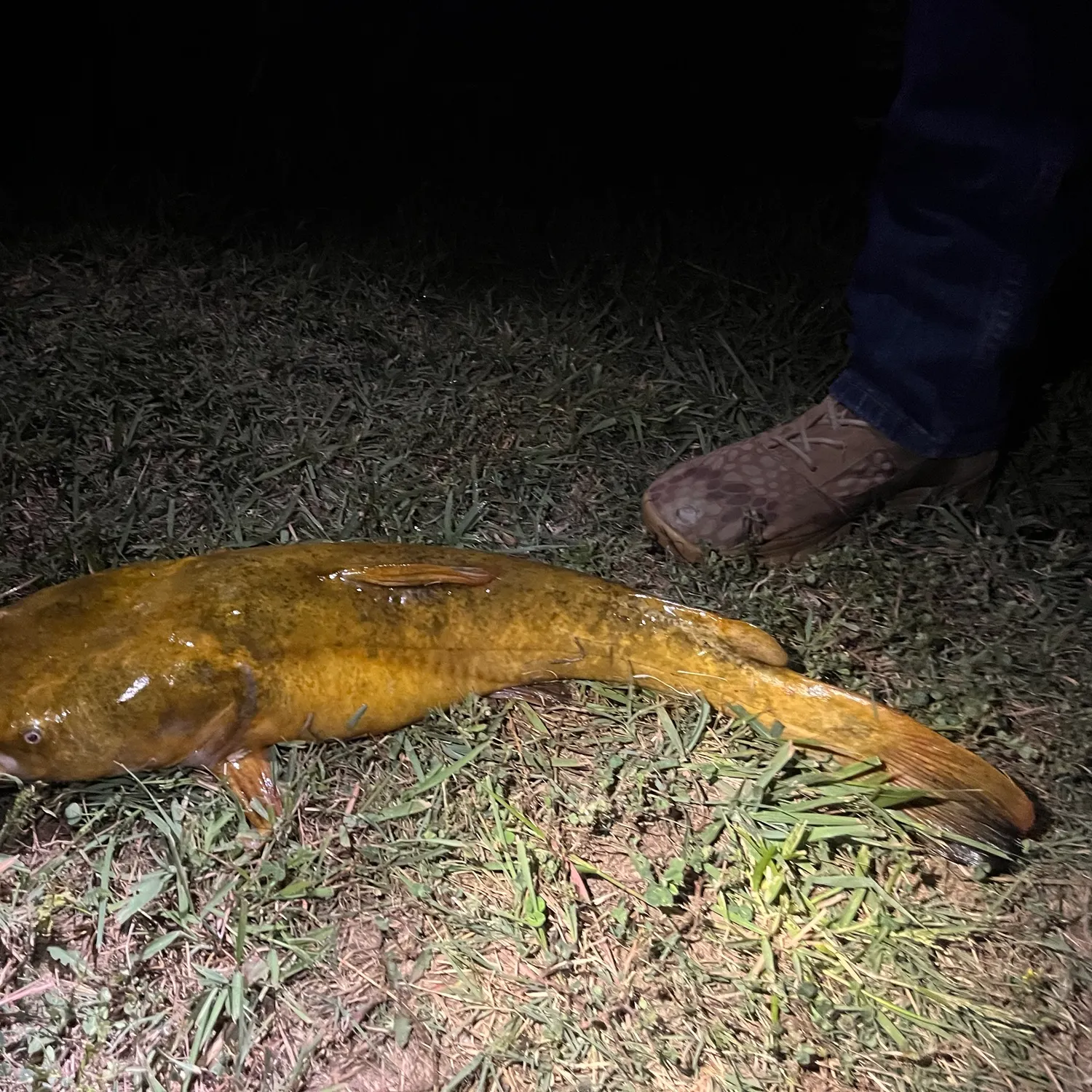Flathead catfish caught on Fishbrain