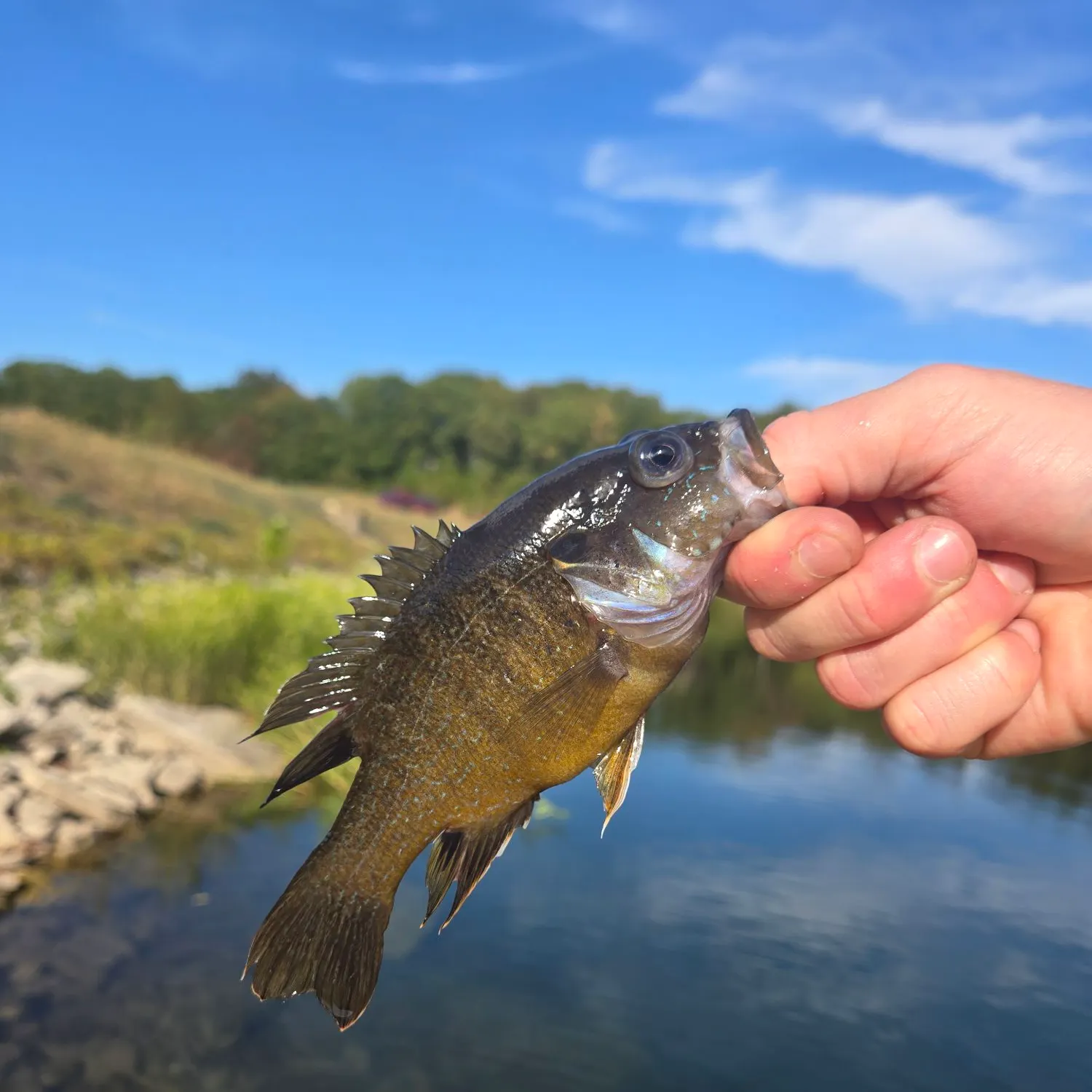 Green sunfish caught on Fishbrain
