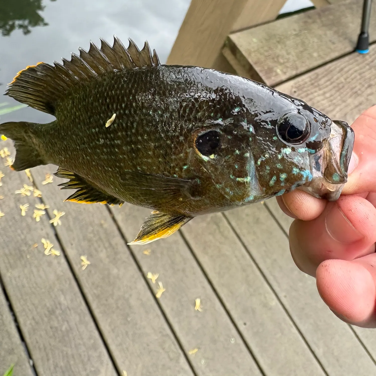 catch