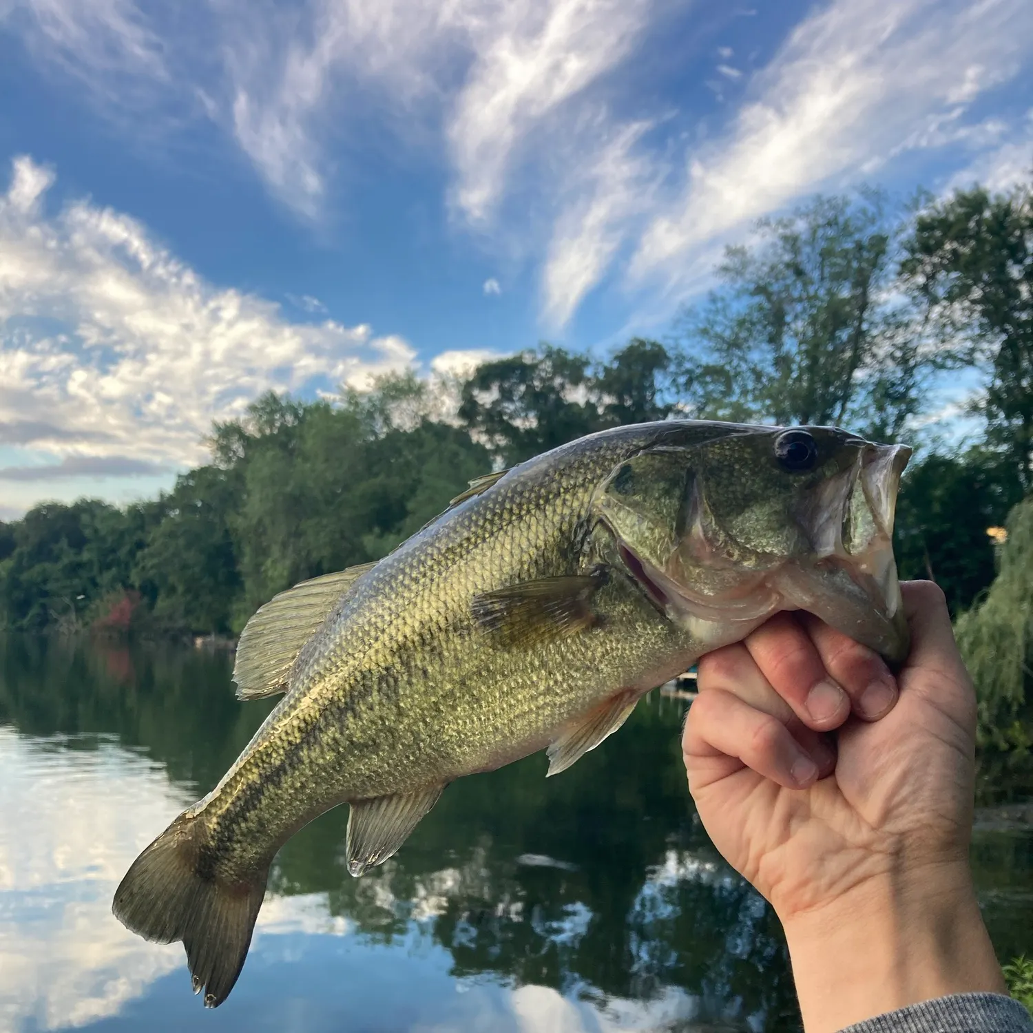 Largemouth bass caught on Fishbrain