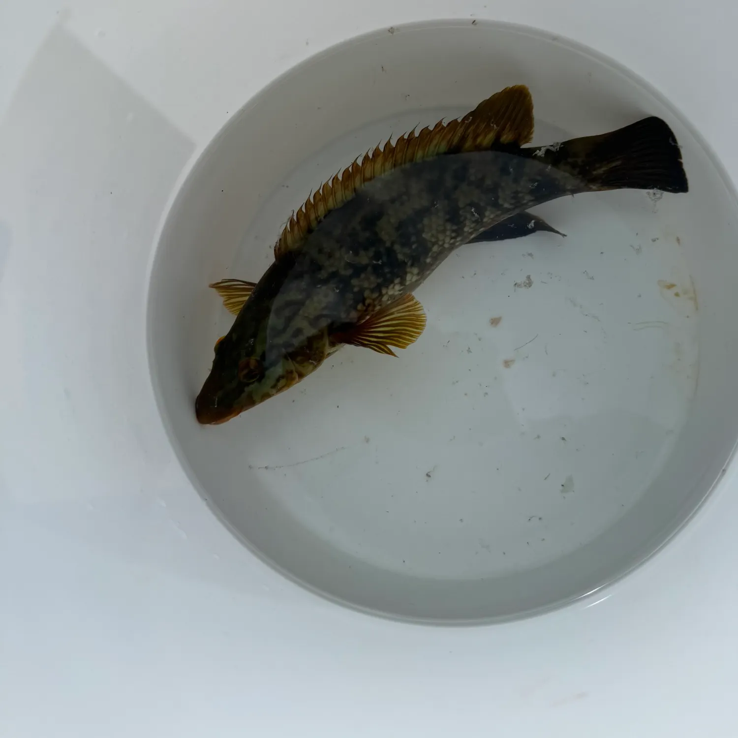 Ballan wrasse caught on Fishbrain