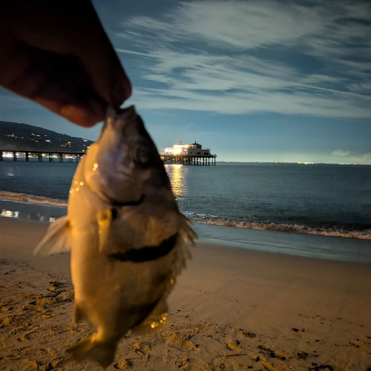The most recent Sargo catches on Fishbrain
