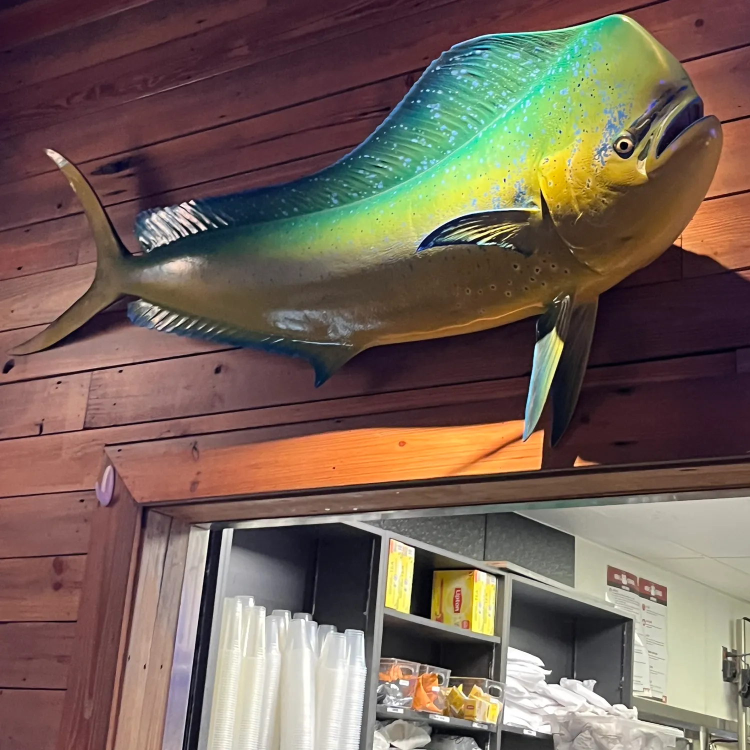 The most recent Common dolphinfish catches on Fishbrain